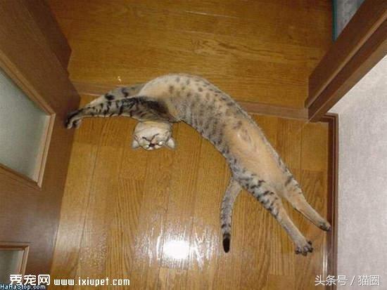 猫猫行为|猫咪喜爱主人的14个表现