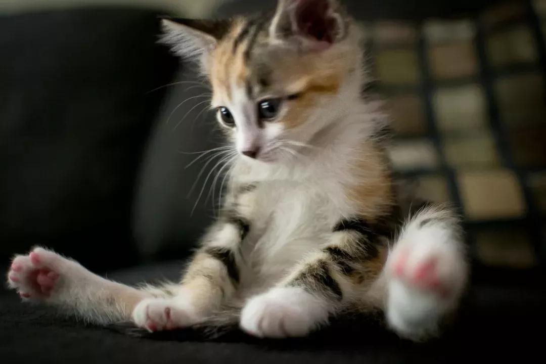 猫咪患了肠胃病有哪些症状？猫咪肠胃病的治疗方法！