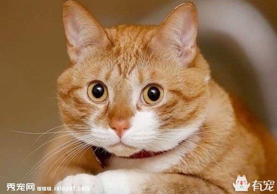 猫的那些坏脾气