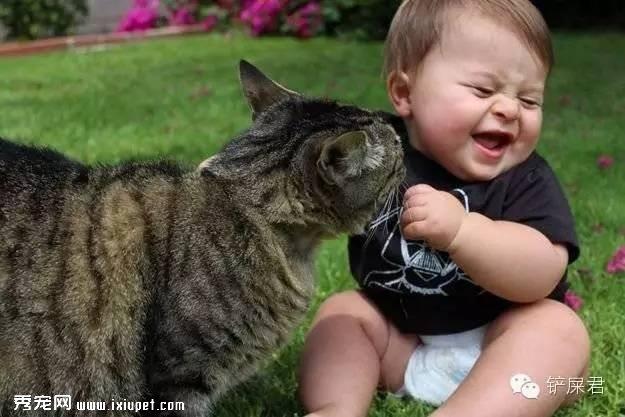 了解的十个猫咪小举动升级猫奴逼格