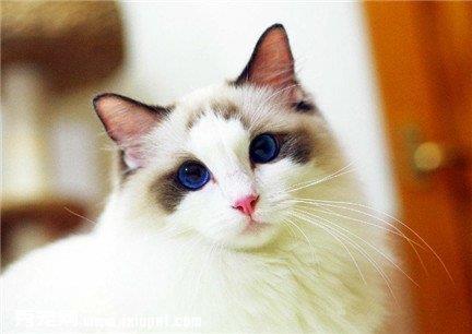 怎么训练布偶猫？训练时要注意什么事项？