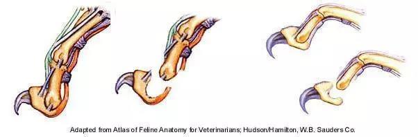 猫咪爪子上的肉垫都有什么作用？