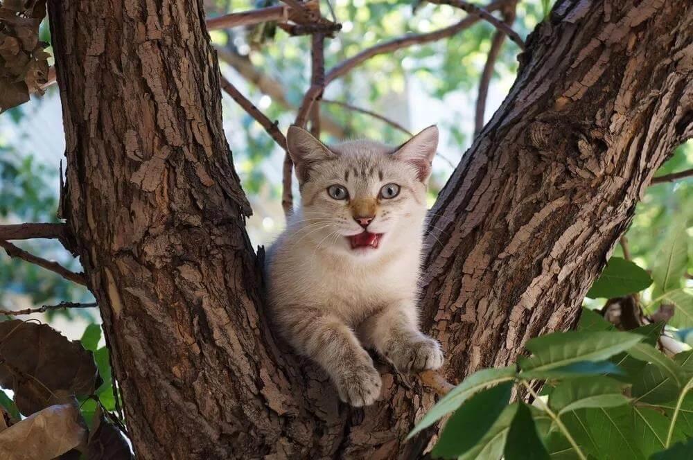 猫咪爪子上的肉垫都有什么作用？