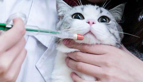 给猫咪驱虫需要注意什么？猫咪驱虫注意事项！