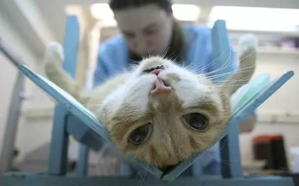 母猫绝育手术会不会很危险？给母猫做绝育要注意的事项及护理方法！