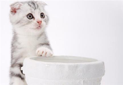 折耳猫怎么训练