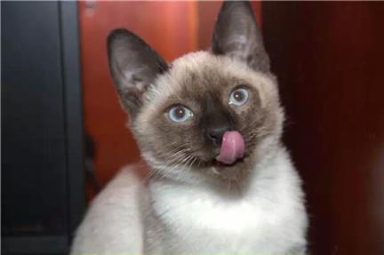 训练暹罗猫的方法有哪些？训练过程需要注意哪些事项？