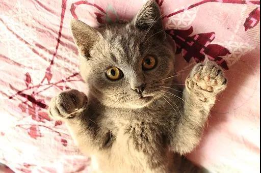 英短如何发腮，猫咪“发腮”三宝！你知道吗？
