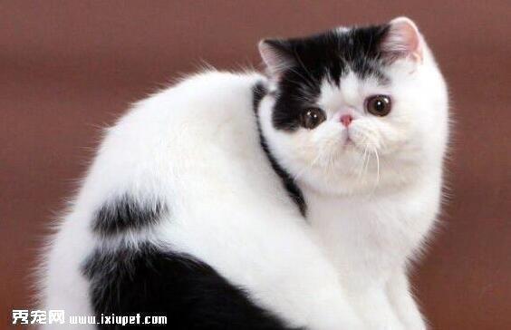 猫咪