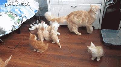 夏季来临，不要随便给猫咪剃毛