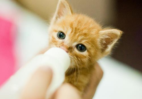 橘猫为什么会有泪痕？三个月的橘猫泪痕严重正常吗？