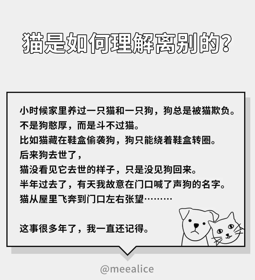 在猫咪的眼里，它们是如何理解离别的？