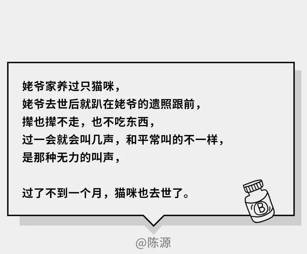 在猫咪的眼里，它们是如何理解离别的？