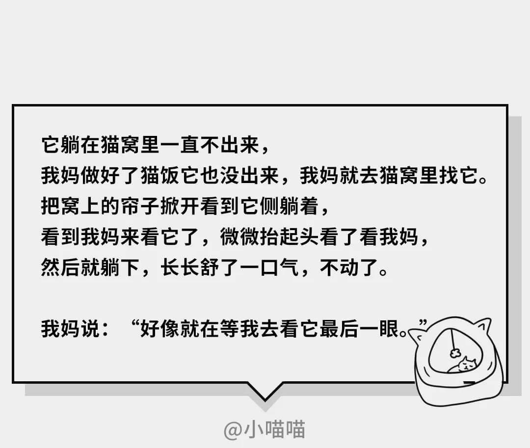 在猫咪的眼里，它们是如何理解离别的？