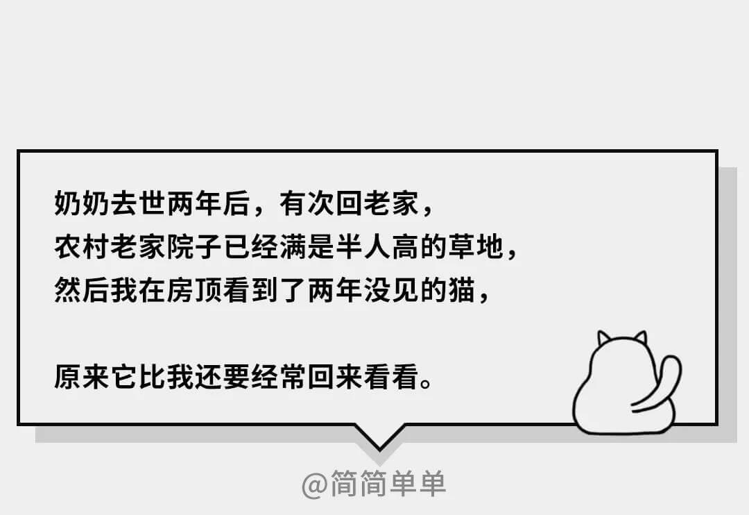 在猫咪的眼里，它们是如何理解离别的？