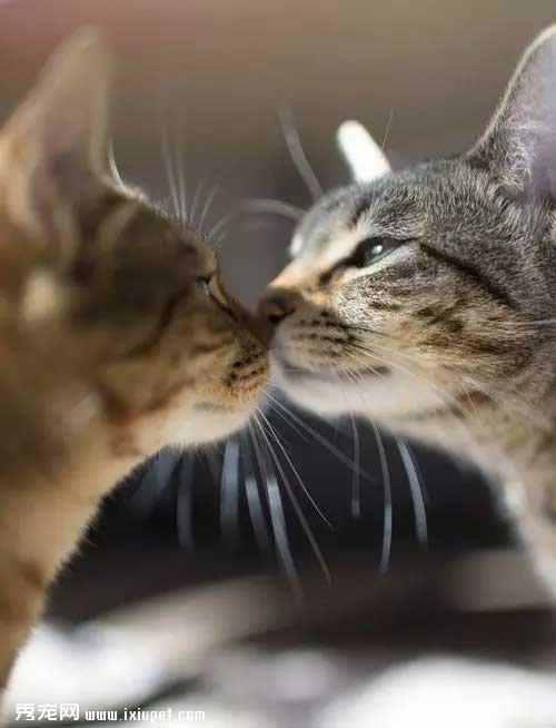 猫咪会一直叫，你知道是什么意思吗？
