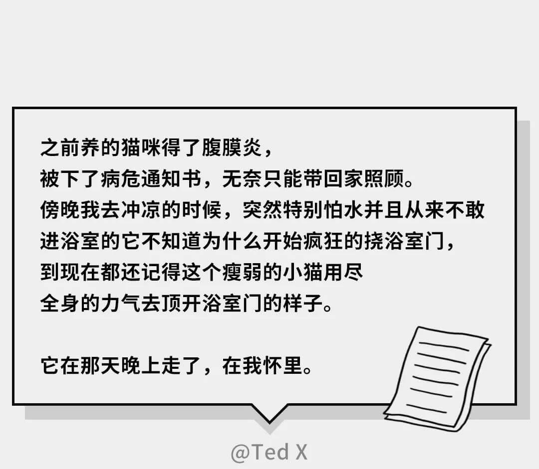 在猫咪的眼里，它们是如何理解离别的？