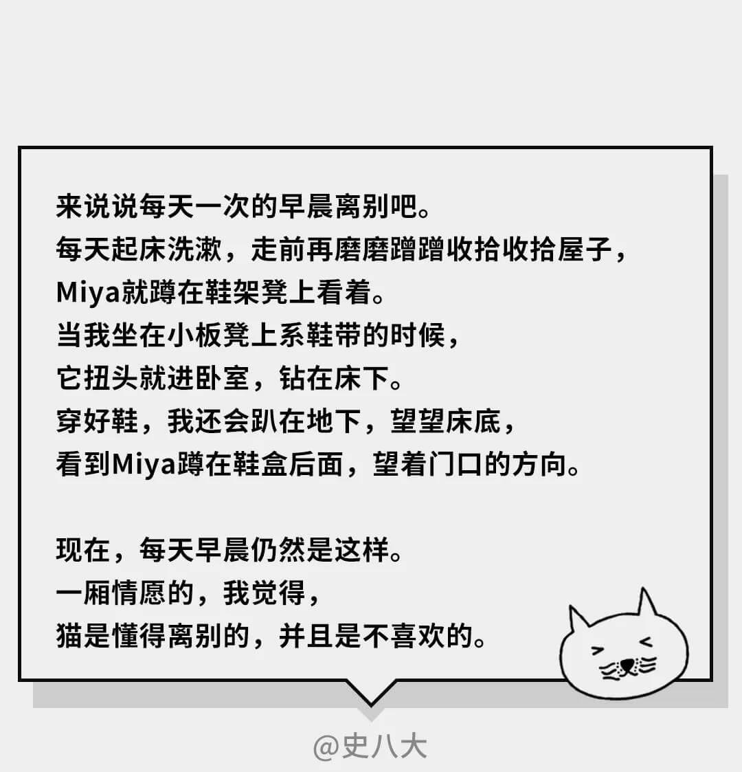 在猫咪的眼里，它们是如何理解离别的？