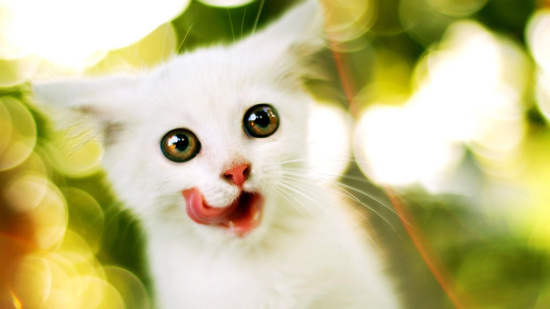 猫口臭怎么办？猫口臭的原因是什么？