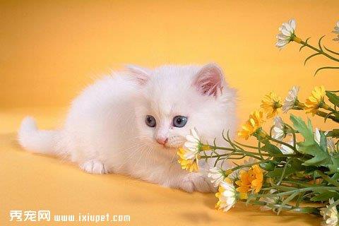 猫抓棒的训练方法详解