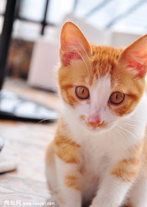 让猫咪上自己的猫盆办法问我
