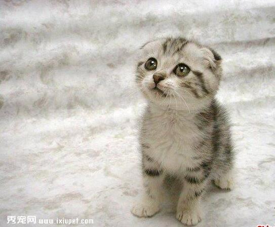  还在担心猫咪不好好吃饭？
