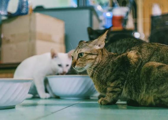 猫咪只吃肉，该怎么纠正