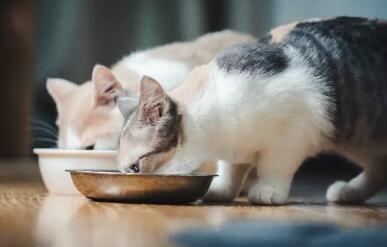 牛磺酸为什么会对猫咪这么重要? 你还不知道吧!