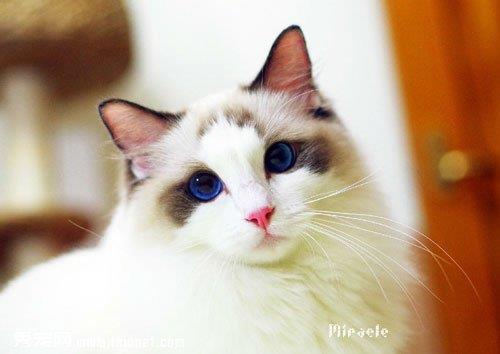布偶猫乱抓东西怎么办？如何训练