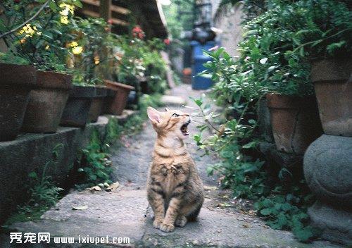 猫咪的求助讯号　猫奴们一定要读懂