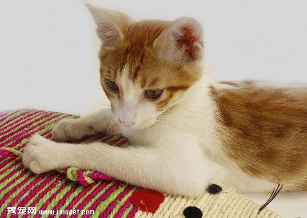 猫咪磨爪的原因及训练猫咪固定地方磨爪