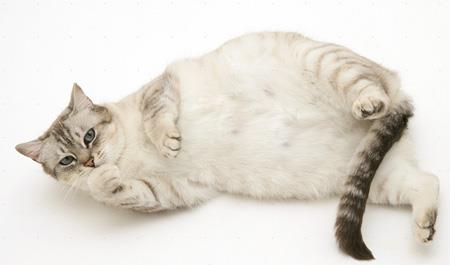 猫咪怀孕了，我们该怎么做？