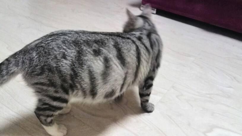 猫咪怀孕了，我们该怎么做？