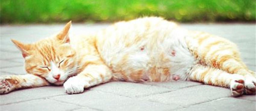 猫咪怀孕了，我们该怎么做？