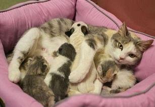 猫咪怀孕了，我们该怎么做？