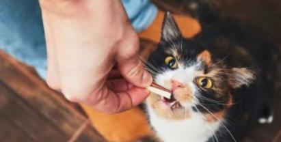 猫咪身上怎么驱虫? 新手猫奴快看!