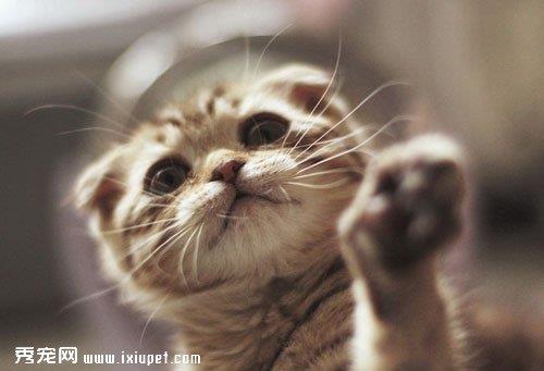 喵星人|猫猫咬人的7大原因及处理方法