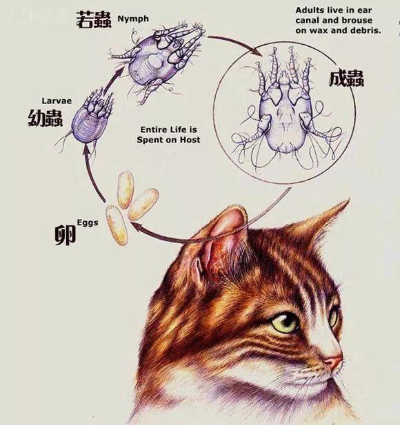 猫咪感染耳螨怎么办？教你如何治疗猫咪耳螨的方法