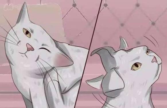 猫咪感染耳螨怎么办？教你如何治疗猫咪耳螨的方法