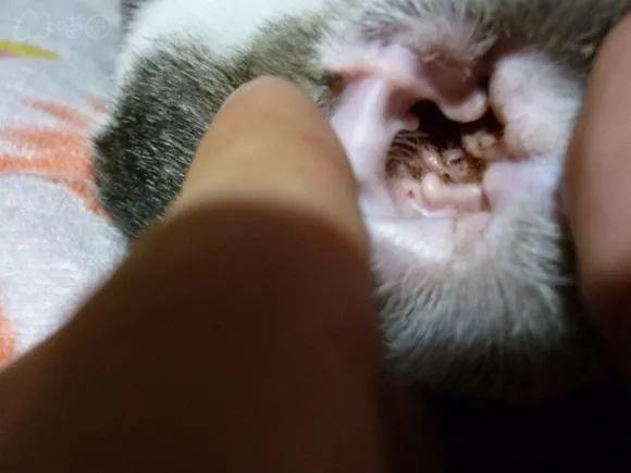 猫咪感染耳螨怎么办？教你如何治疗猫咪耳螨的方法