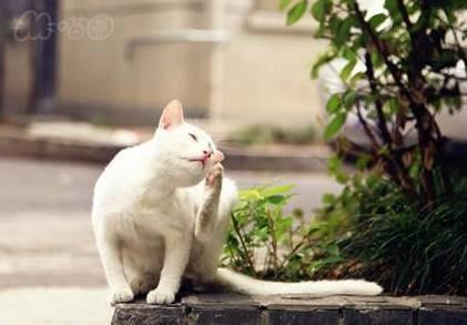 猫咪感染耳螨怎么办？教你如何治疗猫咪耳螨的方法