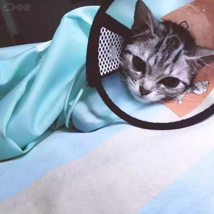 猫咪感染耳螨怎么办？教你如何治疗猫咪耳螨的方法