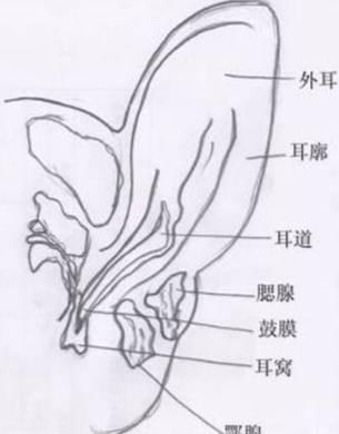 猫咪感染耳螨怎么办？教你如何治疗猫咪耳螨的方法