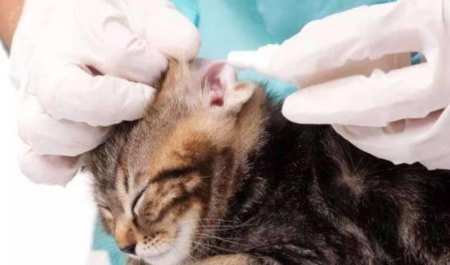 猫咪感染耳螨怎么办？教你如何治疗猫咪耳螨的方法