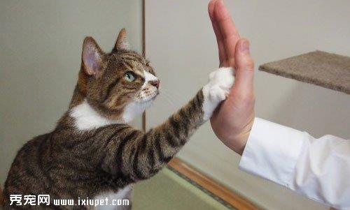 如何训练喵星人？猫猫训练的4个技巧
