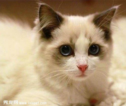 猫猫调教训练刺激方法分为非条件刺激和条件刺激