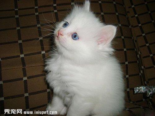 如何训练宠物猫猫不在床上睡觉？