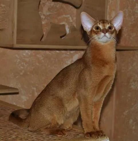 阿比西尼亚猫的特征和性格