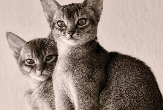 阿比西尼亚猫的特征和性格