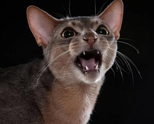 阿比西尼亚猫的特征和性格